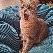 Mia a rejoint le concours — aidez-le/la à gagner de superbes lots ! cat, comfortable, cozy, cushion, decor, ears, feline, fur, gray_cat, home, houseplant, indoor, paw, pet, plush, resting, tabby, whiskers, window, yawning