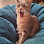 cat, comfortable, cozy, cushion, decor, ears, feline, fur, gray_cat, home, houseplant, indoor, paw, pet, plush, resting, tabby, whiskers, window, yawning