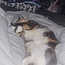 Moon is registered to the contest to win money with this photo: cat, sleeping, blanket, indoor, pet, fur, paw, cozy, resting, bed, domestic, animal, white, brown, orange, soft, comfort, relaxation, feline, home