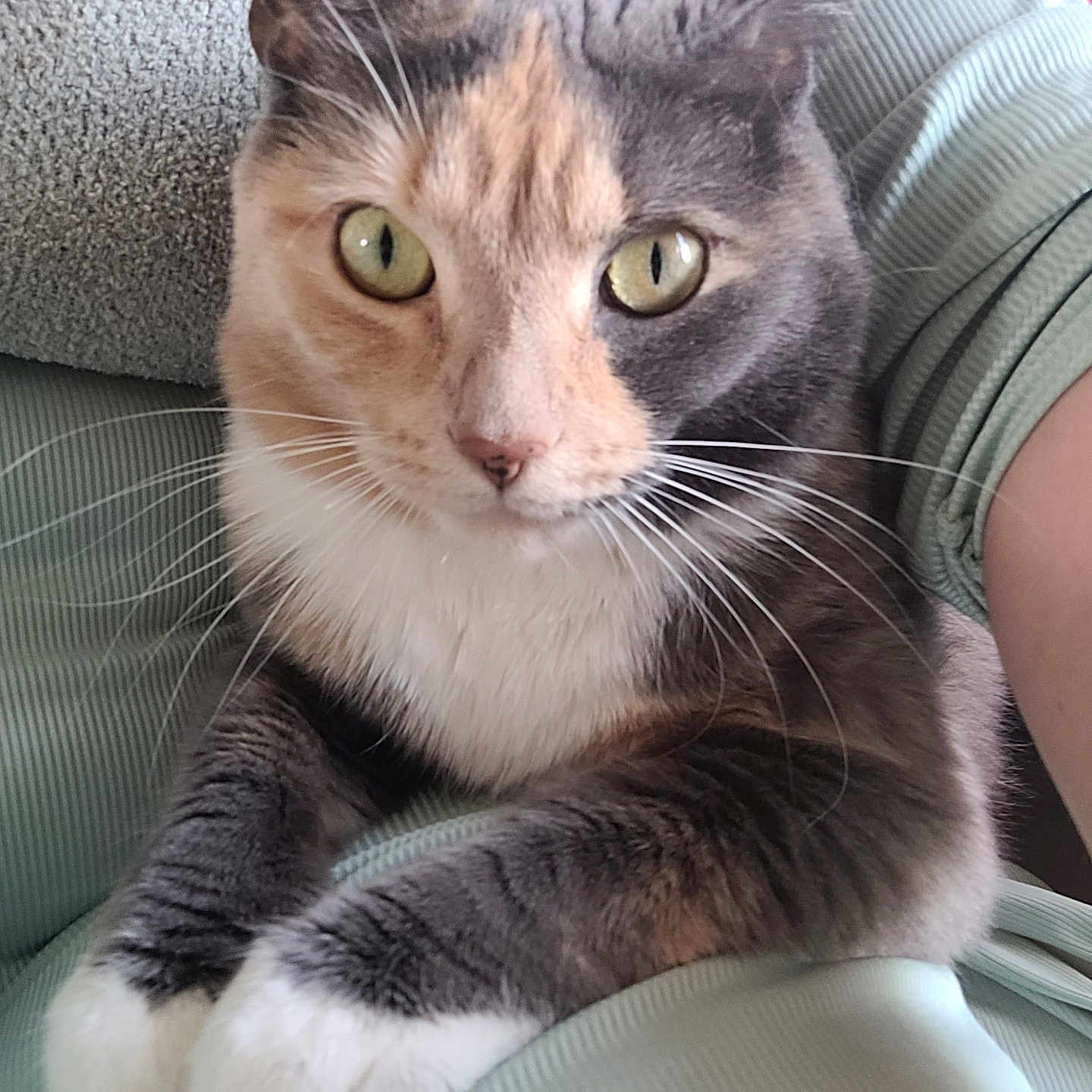 Moon is registered to the contest to win money with this photo: cat, calico_cat, pet, feline, animal, green_eyes, whiskers, fur, paws, person, clothing, sitting, lap, indoor, closeup, portrait, cozy, relaxed, comfort, soft