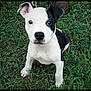 Daenerys Mae is registered to the contest to win money with this photo: adorable, animal, black_and_white, companion, cute, dog, ears, face, fur, grass, leash, looking, nature, nose, outdoor, pet, playful, puppy, sitting, young