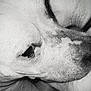 animal, black_and_white, calm, canine, close_up, detail, dog, domestic_animal, eye, face, fur, monochrome, muzzle, nose, pet, portrait, sleepy, snout, texture, whiskers