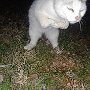 Tiny Juniper is registered to the contest to win money with this photo: cat, white_cat, animal, grass, night, outdoor, flash, motion_blur, wildlife, pet, feline, nature, paw, fur, leaf, ground, plant, stray, cute, closeup