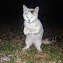 cat, animal, grass, night, outdoor, white_cat, gray_cat, standing, pet, feline, tail, whiskers, ears, nature, mammal, cute, funny_pose, alert, eyes_closed, wildlife