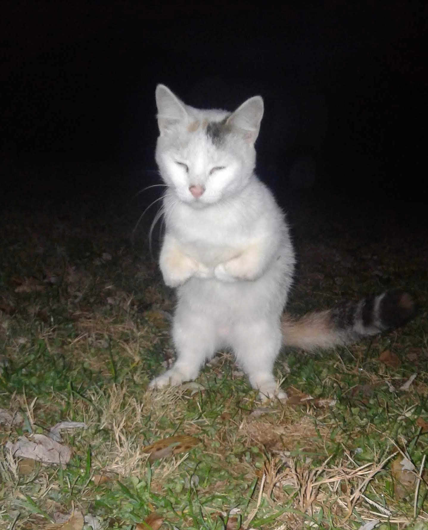 Tiny Juniper is registered to the contest to win money with this photo: cat, animal, grass, night, outdoor, white_cat, gray_cat, standing, pet, feline, tail, whiskers, ears, nature, mammal, cute, funny_pose, alert, eyes_closed, wildlife