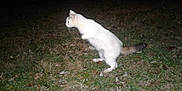 Tiny Juniper joined the competition — help win amazing prizes! alert, animal, cat, dark, feline, flash, fur, grass, jumping, leaping, mammal, motion_blur, nature, night, outdoor, park, pet, tail, white_cat, wildlife