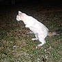 Tiny Juniper joined the competition — help win amazing prizes! cat, white_cat, animal, grass, night, outdoor, leaping, motion_blur, flash, wildlife, feline, pet, mammal, nature, dark, jumping, fur, tail, alert, park