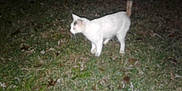 Tiny Juniper is registered to the contest to win money with this photo: cat, white_cat, grass, night, outdoor, animal, pet, feline, walking, blurry, nature, mammal, wildlife, dark, fur, tail, field, leaf, ground, creature