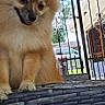 dog, pomeranian, fluffy, outdoor, chair, wicker, pet, fence, gate, porch, smiling, happy, animal, fur, domestic_animal, sunlight, face, ears, tongue, home