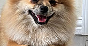 Leo joined the competition — help win amazing prizes! dog, pomeranian, smiling, fluffy, pet, indoor, floor, wood_floor, canine, fur, happy, cute, animal, portrait, relaxed, domestic, small_dog, lying_down, face, ears