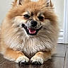 dog, pomeranian, smiling, fluffy, pet, indoor, floor, wood_floor, canine, fur, happy, cute, animal, portrait, relaxed, domestic, small_dog, lying_down, face, ears