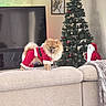 dog, pomeranian, christmas_tree, santa_suit, indoor, couch, holiday, festive, decorations, living_room, furniture, blanket, television, wall_art, santa_claus_figure, pet, canine, celebration, winter, seasonal