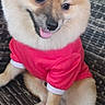 dog, pomeranian, pink_shirt, sitting, tongue_out, fluffy, cute, pet, indoor, woven_chair, smiling, fur, animal, companion, domestic_animal, friendly, portrait, small_dog, happy, cozy