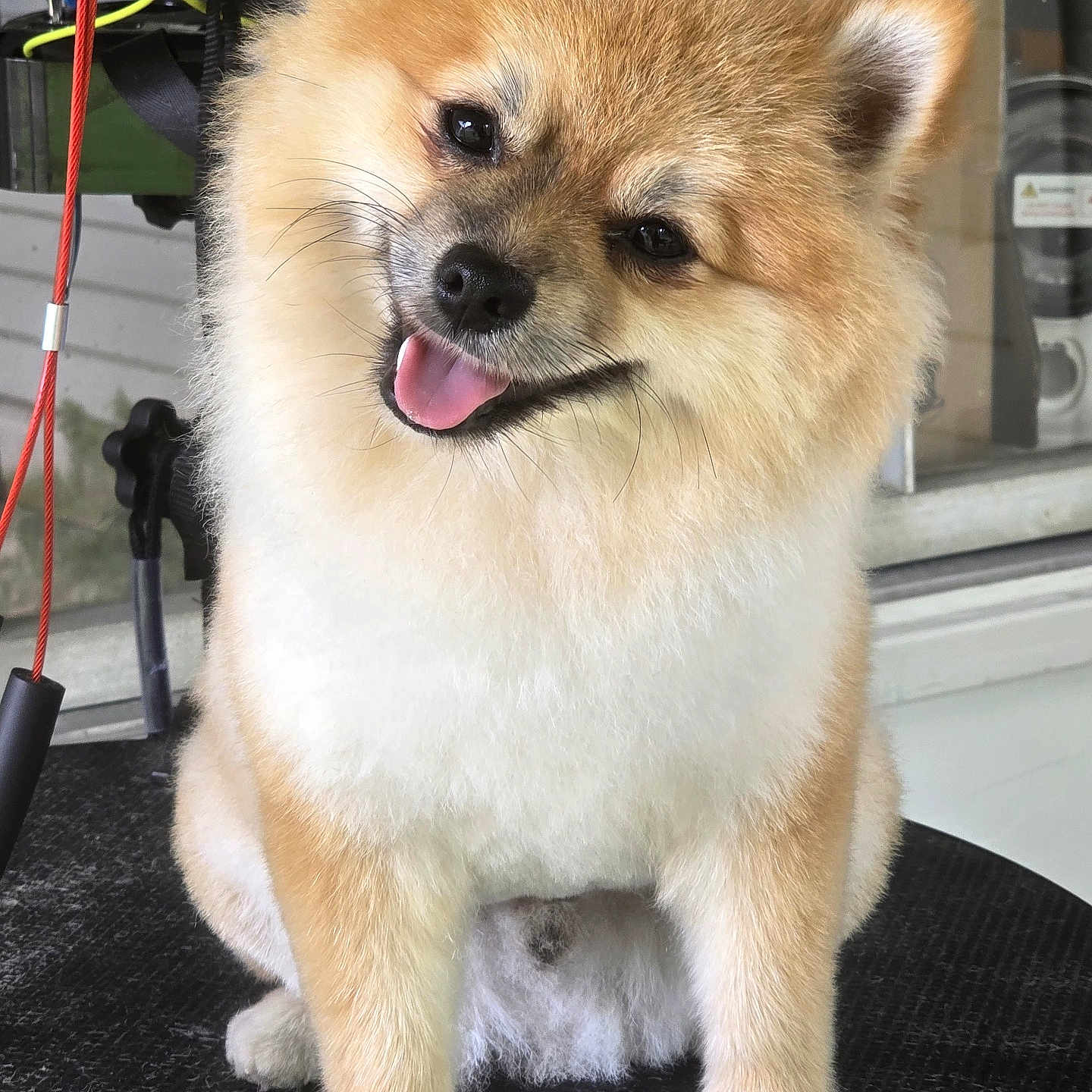 Leo