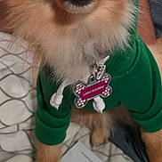 Lana joined the competition — help win amazing prizes! dog, small_dog, green_hoodie, hood, dog_tag, bed, blanket, paper, paw, pet, cute, happy, smiling, indoors, furry, canine, animal, clothing, costume, portrait