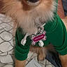 Lana is registered to the contest to win money with this photo: dog, small_dog, green_hoodie, pet_clothing, happy, smiling, indoor, bed, blanket, paper, envelope, fur, collar, tag, cute, animal, front_paw, portrait, canine, costume