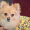 Lana is registered to the contest to win money with this photo: dog, pomeranian, pet, fluffy, yellow_shirt, rubber_duck, cute, animal, indoor, couch, red_couch, portrait, small_dog, fur, ears, nose, eyes, sitting, cozy, domestic