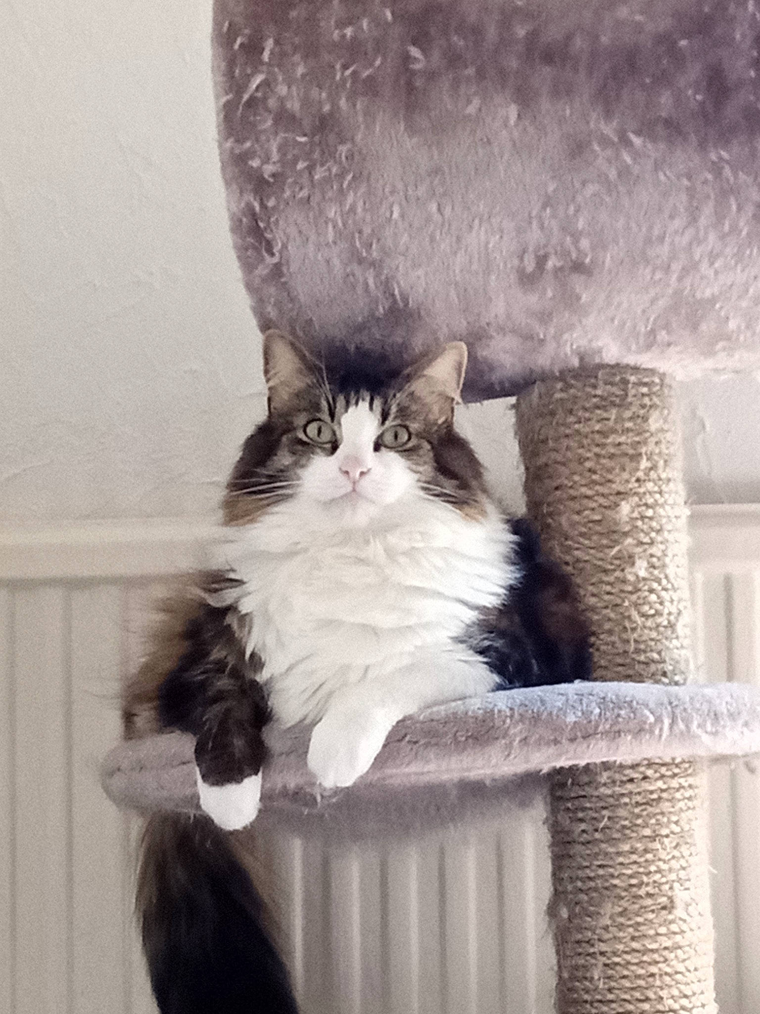 Nuts a rejoint le concours — aidez-le/la à gagner de superbes lots ! box, carnivore, cat, cat_supply, chair, comfort, domestic_short_haired_cat, felidae, fur, grey, monochrome_photography, paw, sitting, small_to_medium_sized_cats, snout, tail, whiskers, white, window, wood