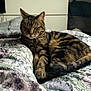 Moon participe au concours pour gagner de l'argent avec cette photo : cat, tabby, indoor, bed, blanket, floral_pattern, furniture, dressing_table, photograph_frame, pet, animal, fur, relaxing, sleepy, mammal, domestic, cute, whiskers, tail, cozy