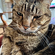 Moon a rejoint le concours — aidez-le/la à gagner de superbes lots ! cat, tabby, close_up, whiskers, indoor, pet, feline, fur, relaxed, animal, mammal, face, ears, nose, comfort, home, domestic, cute, portrait, eyes