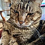 cat, tabby, close_up, whiskers, indoor, pet, feline, fur, relaxed, animal, mammal, face, ears, nose, comfort, home, domestic, cute, portrait, eyes