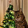 background, brown, cat, celebration, christmas_tree, cozy, curtains, decorations, feline, festive, holiday, indoor, lights, ornaments, pets, soft_lighting, striped, tabby_cat, warm, whiskers