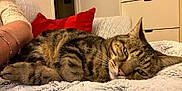 Moon participe au concours pour gagner de l'argent avec cette photo : tabby_cat, cat, feline, pet, domestic_animal, resting, fluffy_blanket, red_pillow, indoor, cozy, fur, close_up, whiskers, relaxed, sleepy, person_arm, bracelet, couch, home_interior, furniture