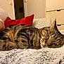 tabby_cat, cat, feline, pet, domestic_animal, resting, fluffy_blanket, red_pillow, indoor, cozy, fur, close_up, whiskers, relaxed, sleepy, person_arm, bracelet, couch, home_interior, furniture