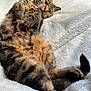 Moon a rejoint le concours — aidez-le/la à gagner de superbes lots ! cat, tabby, feline, pet, relaxed, lying_down, fur, whiskers, paw, blanket, soft_texture, indoor, cute, animal, sleepy, cozy, resting, domestic_animal, striped, fluffy