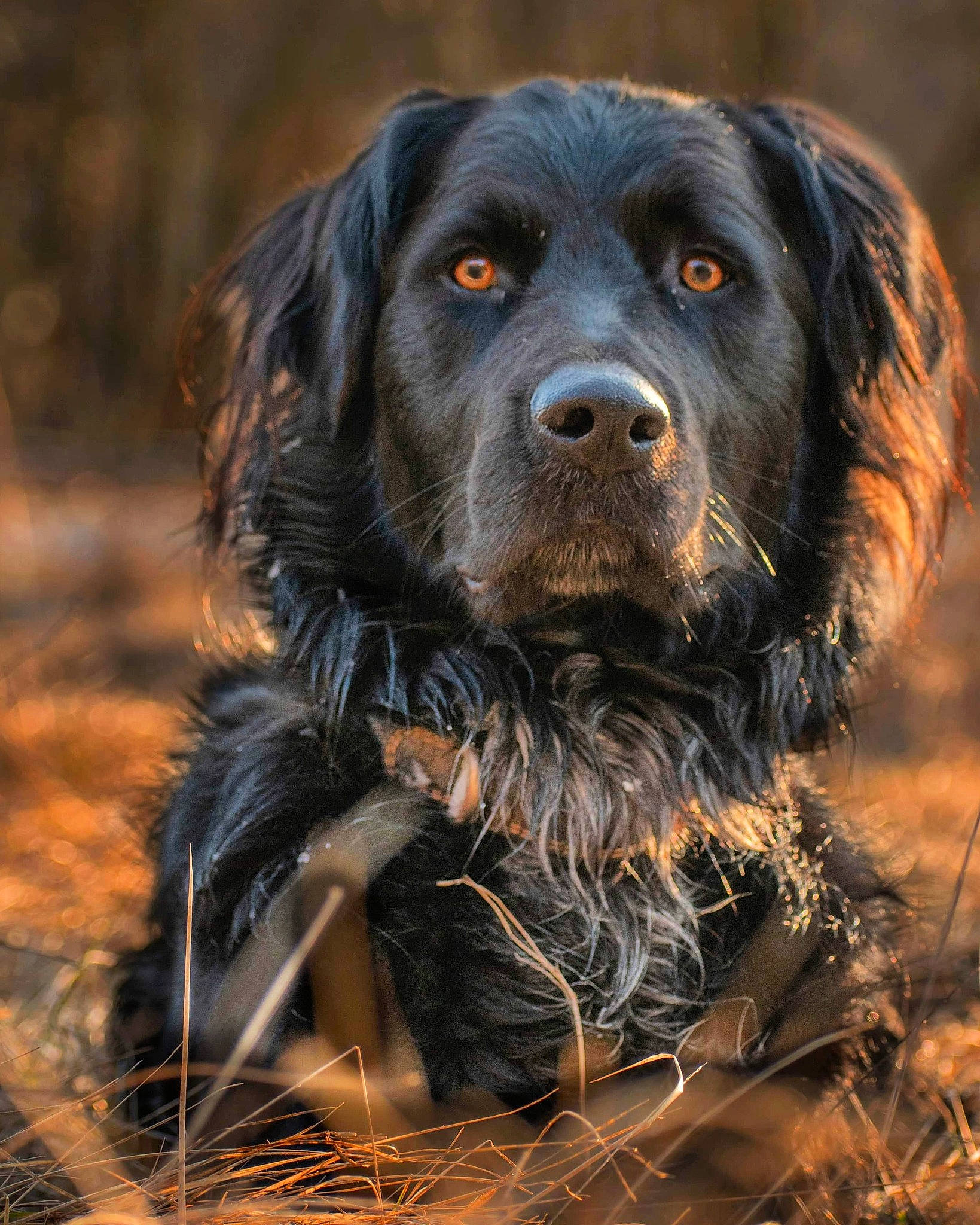 Narcos a rejoint le concours — aidez-le/la à gagner de superbes lots ! borador, canidae, carnivore, companion_dog, dog, dog_breed, fur, gaddi_kutta, grass, gun_dog, hunting_dog, liver, snout, sporting_group, working_animal, working_dog