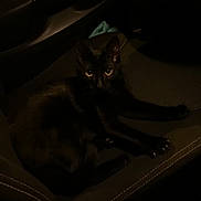 Baghera participe au concours pour gagner de l'argent avec cette photo : black_cat, cat, car_seat, vehicle_interior, dark, dim_light, pet, animal, feline, relaxed, indoor, seatbelt_buckle, black_fur, resting, night, eyes, shadow, leather_seat, compact_space, car_door