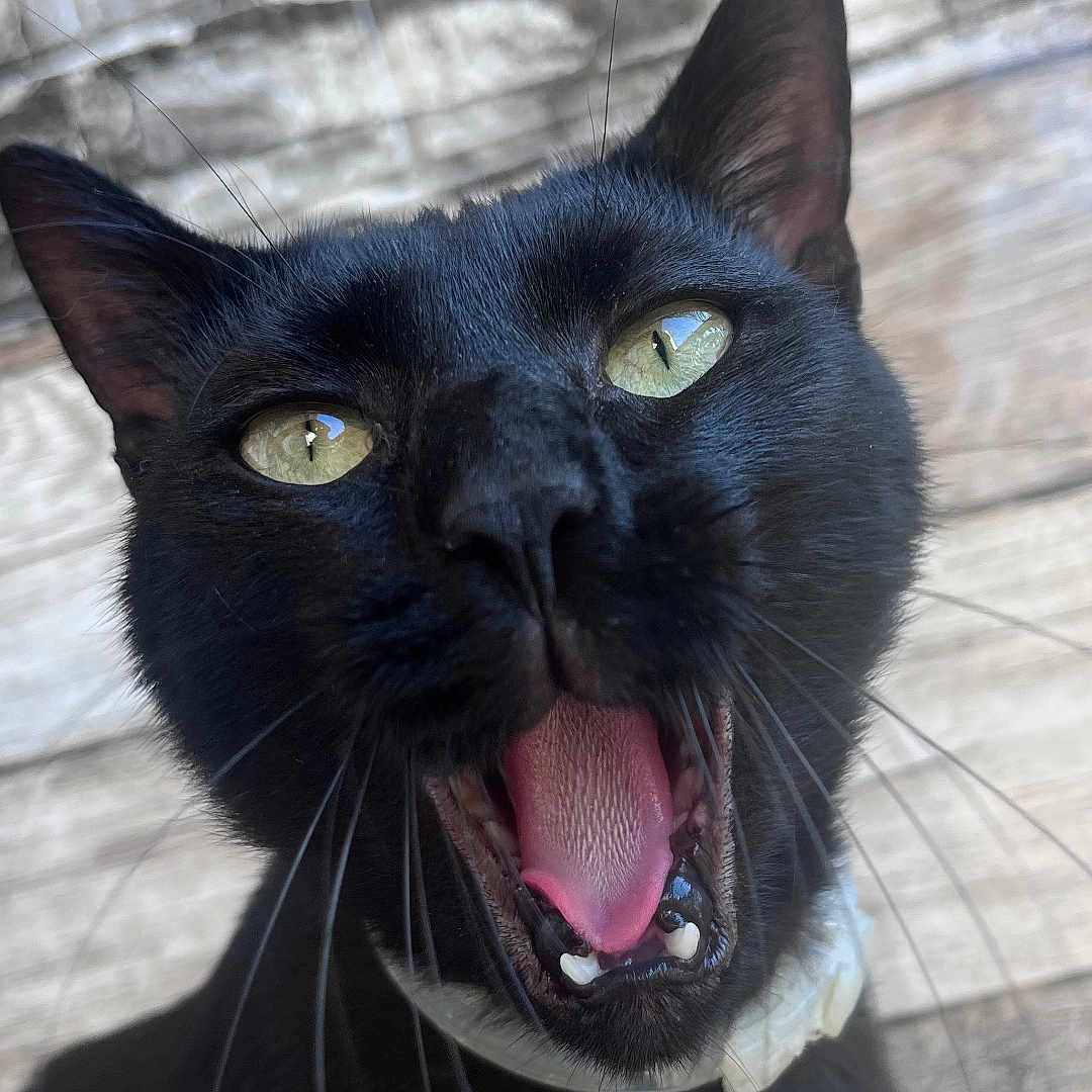 Baghera a rejoint le concours — aidez-le/la à gagner de superbes lots ! black_cat, cat, pet, animal, close_up, face, whiskers, open_mouth, tongue, teeth, green_eyes, collar, feline, outdoor, stone_wall, wooden_floor, fur, portrait, domestic_animal, curious
