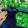 Baghera participe au concours pour gagner de l'argent avec cette photo : black_cat, cat, pet, animal, bench, wood, green_leaves, outdoor, nature, fence, mesh, railing, yellow_eyes, sitting, profile_view, fur, domestic_cat, looking_up, daylight, close_up