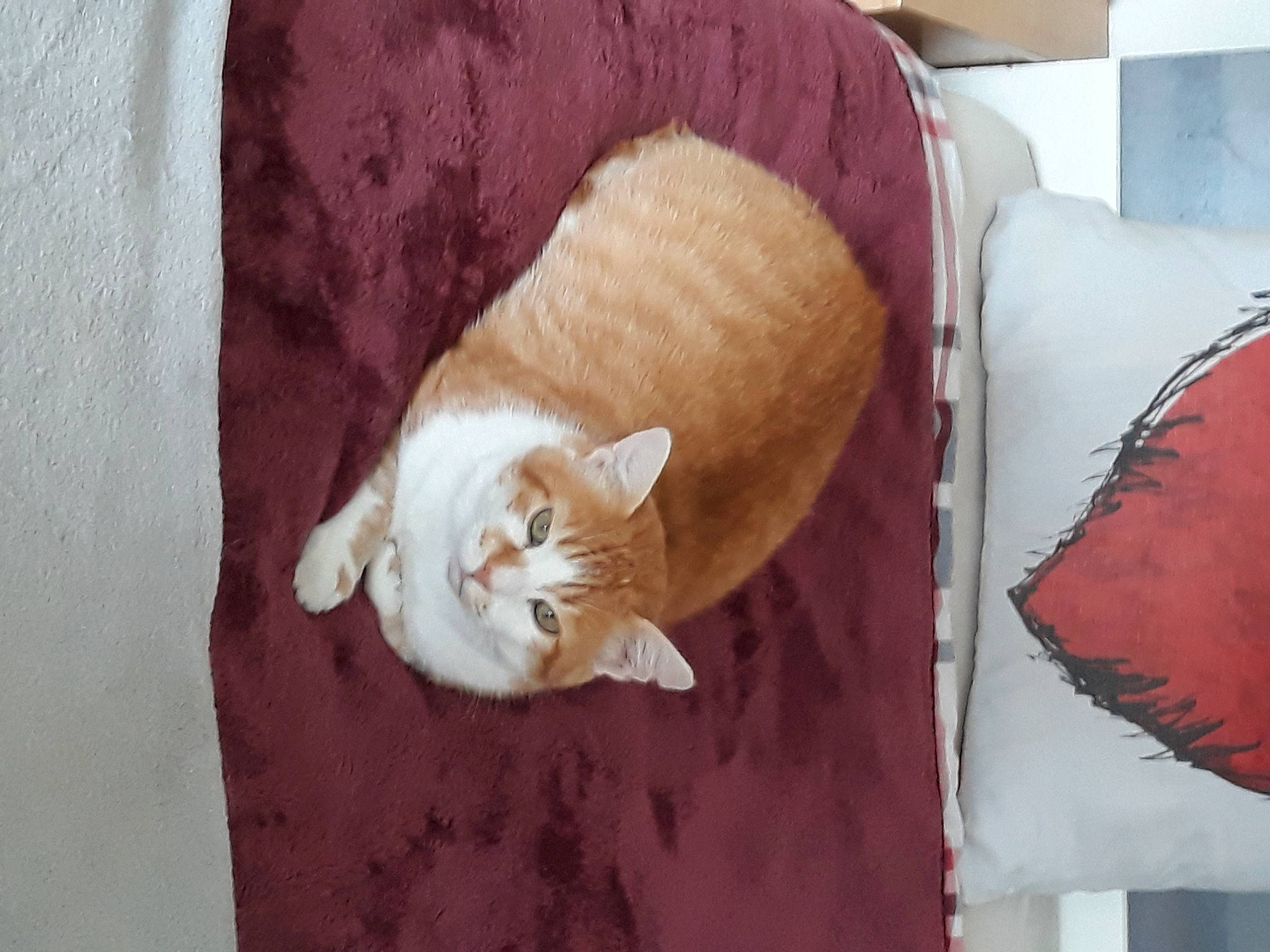 Chouchou participe au concours pour gagner de l'argent avec cette photo : bed, bedding, carnivore, cat, cat_supply, comfort, domestic_short_haired_cat, fawn, felidae, fur, hardwood, linens, room, small_to_medium_sized_cats, tail, textile, whiskers, window, wood, wool