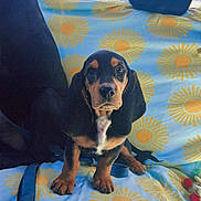 Mochi joined the competition — help win amazing prizes! animal, blanket, blue, car_interior, cute, dog, ears, fur, headrest, indoors, leash, nose, paws, pet, portrait, puppy, sitting, sun_pattern, yellow, young_dog