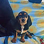animal, blanket, blue, car_interior, cute, dog, ears, fur, headrest, indoors, leash, nose, paws, pet, portrait, puppy, sitting, sun_pattern, yellow, young_dog