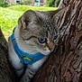 Mana participe au concours pour gagner de l'argent avec cette photo : cat, blue_eyes, harness, tree, outdoor, nature, animal, pet, fur, whiskers, branch, close_up, daylight, greenery, residential_area, curious, mammal, portrait, wildlife, focus