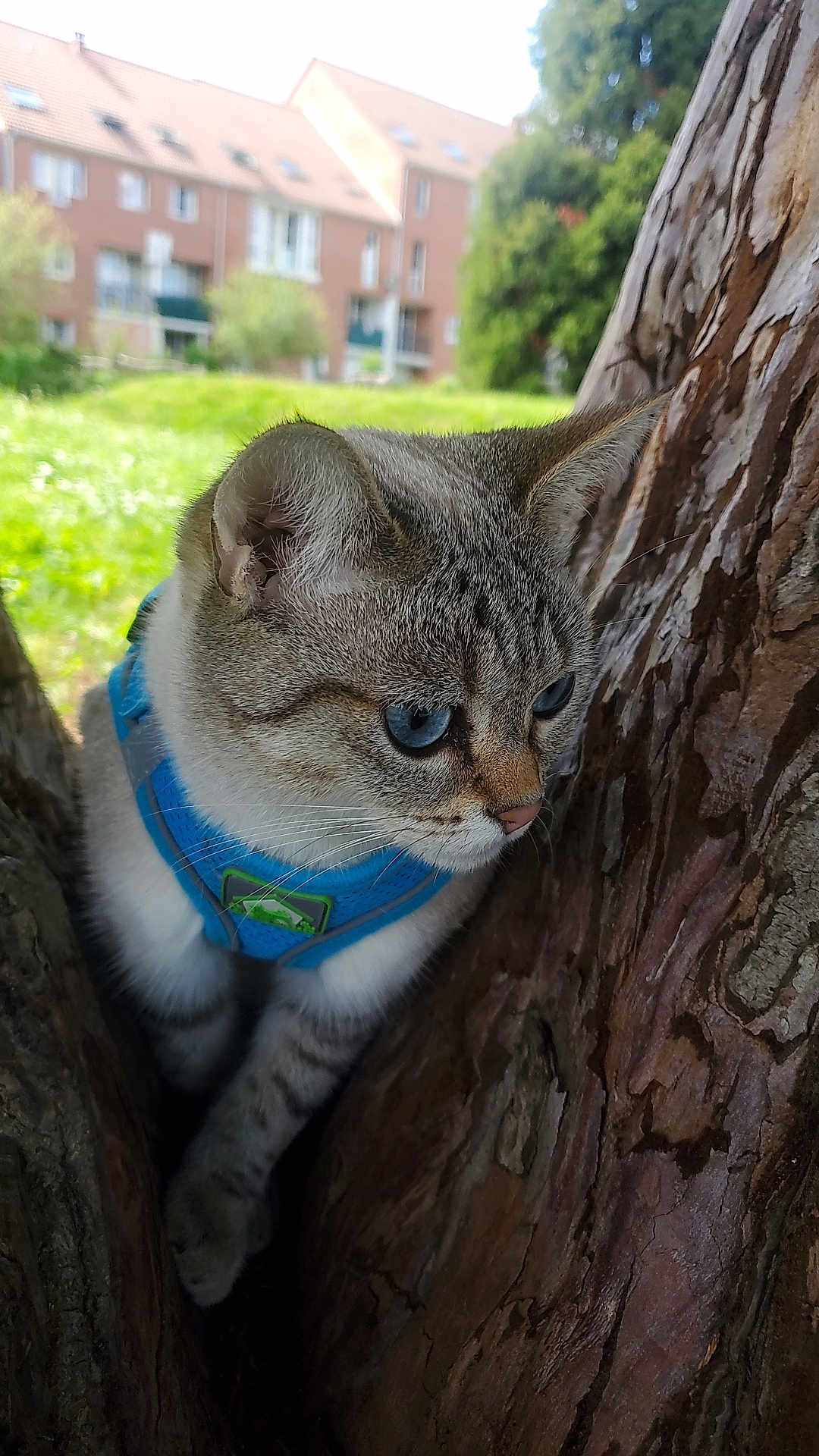 Mana participe au concours pour gagner de l'argent avec cette photo : cat, blue_eyes, harness, tree, outdoor, nature, animal, pet, fur, whiskers, branch, close_up, daylight, greenery, residential_area, curious, mammal, portrait, wildlife, focus