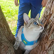 Mana a rejoint le concours — aidez-le/la à gagner de superbes lots ! cat, blue_eyes, blue_harness, tree, tree_bark, person, blue_pants, green_hoodie, outdoor, nature, animal, pet, curious, whiskers, close_up, daylight, grass, background, exploration, young_cat