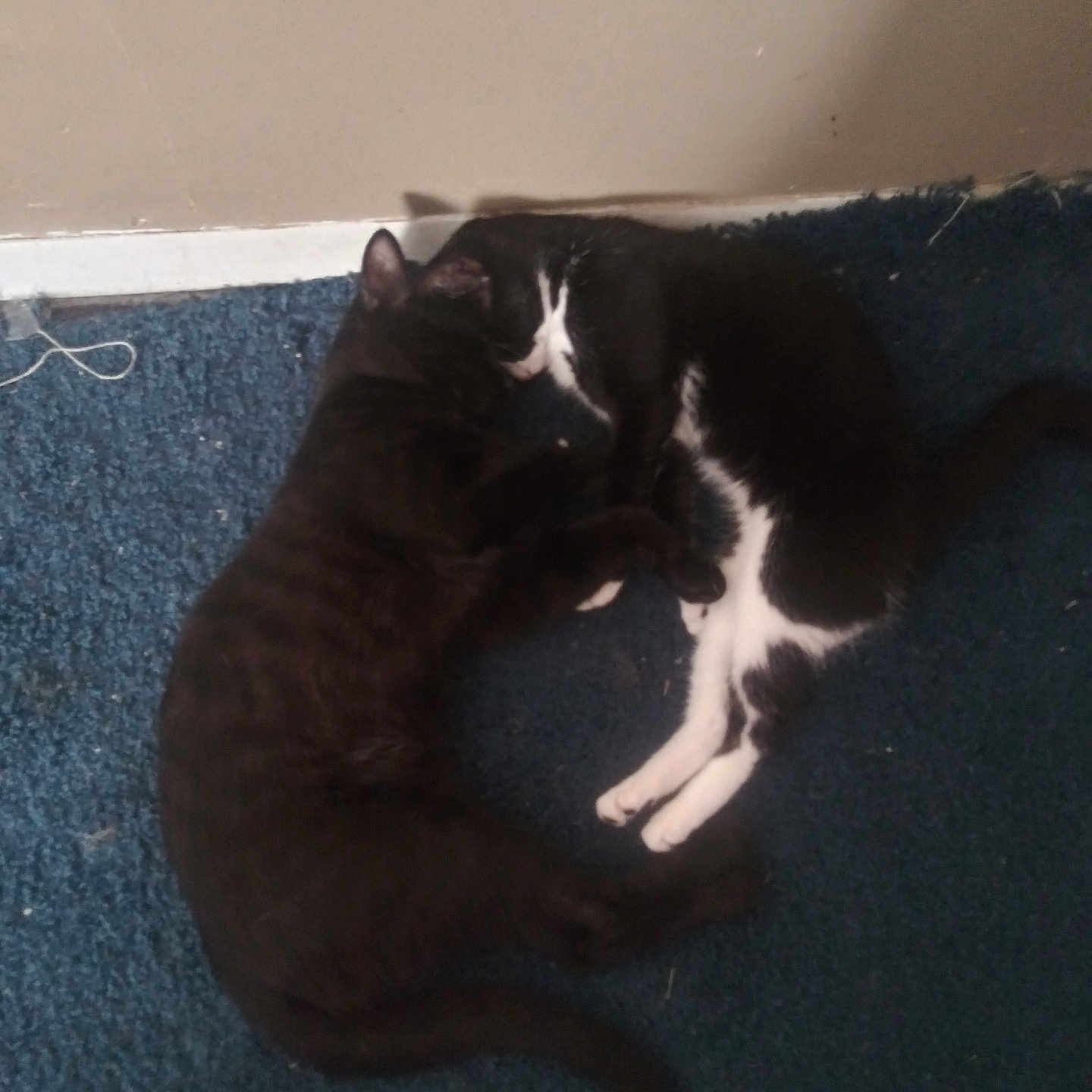 Oreo joined the competition — help win amazing prizes! animal, black_and_white_cat, black_cat, carpet, cat, companionship, cozy, cute, floor, fur, indoor, pair, pets, quiet, relaxed, resting, sleeping, tail, vent, wall