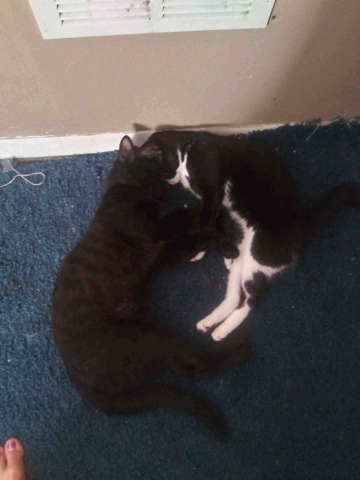 Oreo