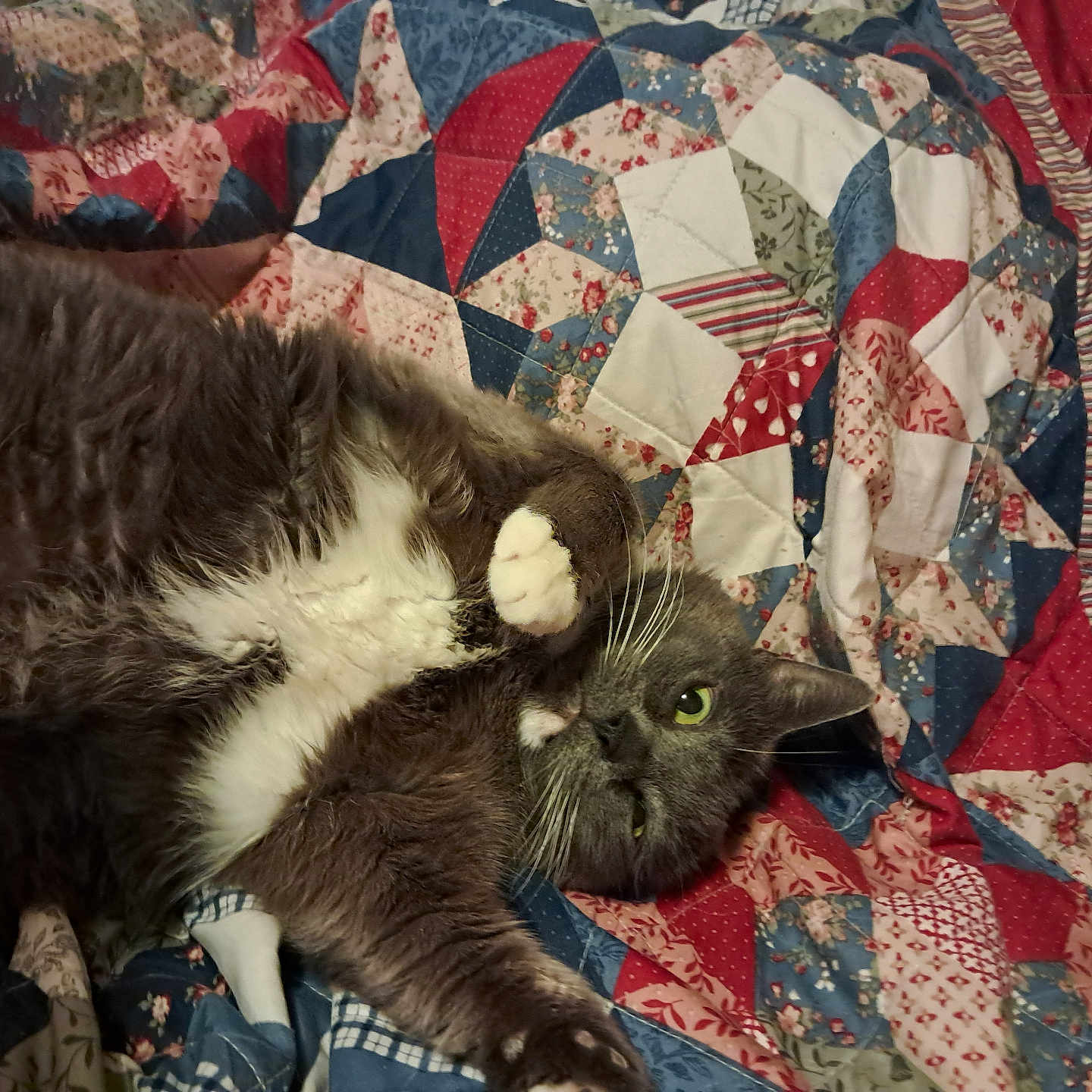 Bubble Tea joined the competition — help win amazing prizes! animal, bed, cat, cozy, cute, domestic, feline, fur, gray_cat, indoor, mammal, patchwork_quilt, paw, pet, quilt, relaxed, resting, sleepy, whiskers, white_fur