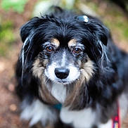 Augie is registered to the contest to win money with this photo: dog, animal, pet, outdoor, fur, closeup, portrait, black, white, brown_eyes, cute, fluffy, canine, nature, leash, fur_texture, muzzle, ears, nose, looking