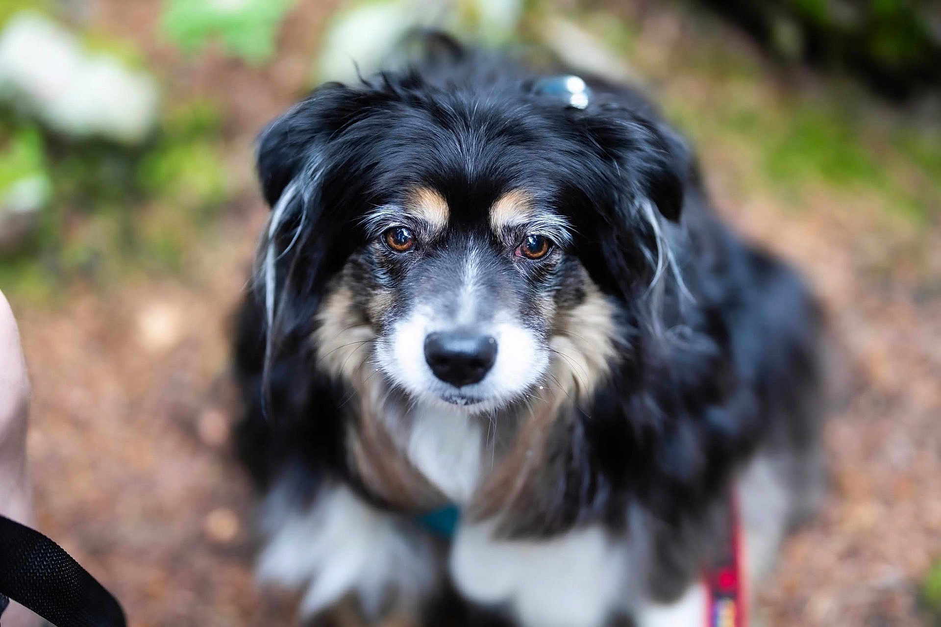 Augie is registered to the contest to win money with this photo: dog, animal, pet, outdoor, fur, closeup, portrait, black, white, brown_eyes, cute, fluffy, canine, nature, leash, fur_texture, muzzle, ears, nose, looking
