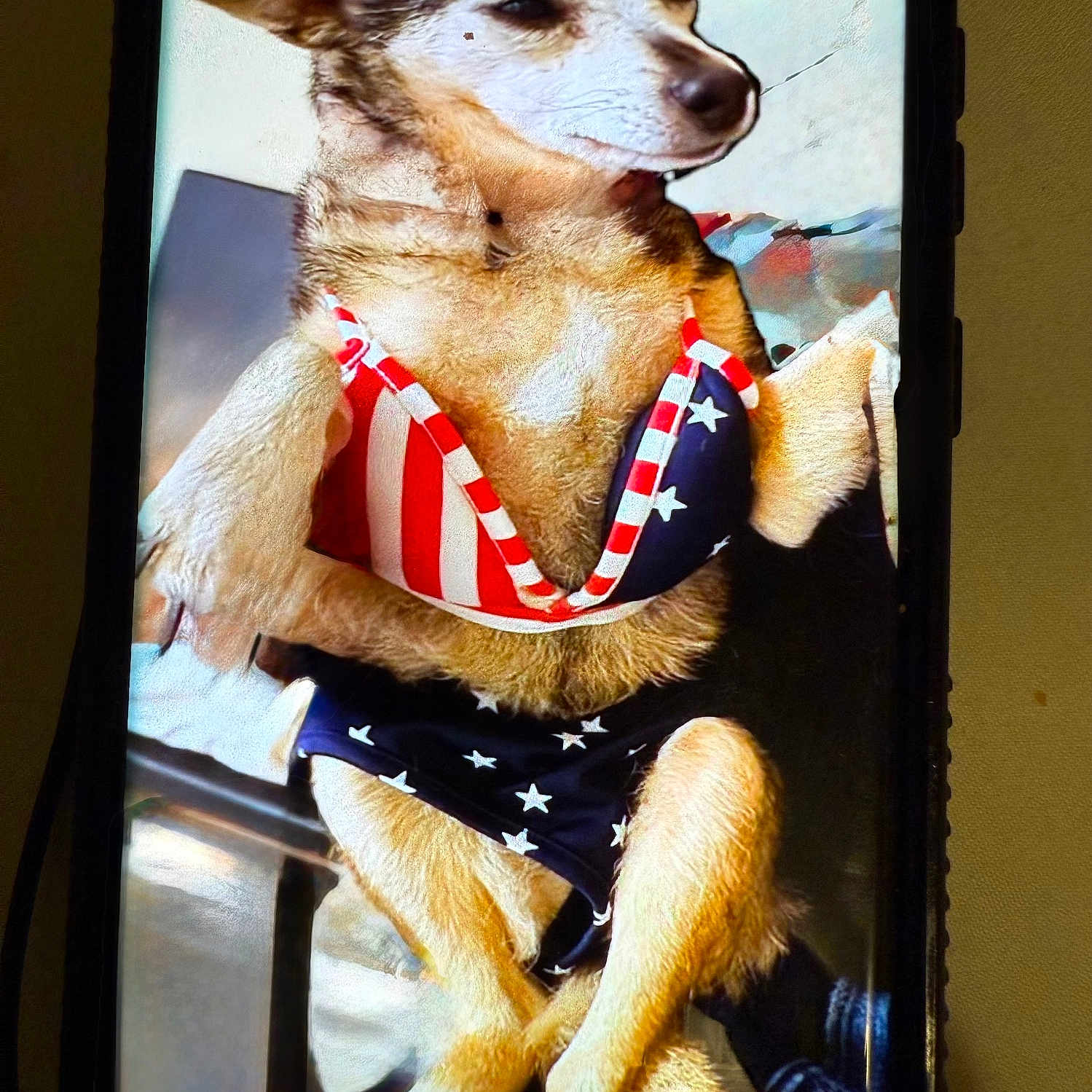 Tila joined the competition — help win amazing prizes! animal, bikini, canine, close_up, clothing, costume, cute, dog, face, funny, fur, indoor, legs, patriotic, paw, pet, portrait, relaxed, sitting, stars_and_stripes