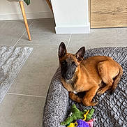 Boubou participe au concours pour gagner de l'argent avec cette photo : puppy, dog, pet_bed, plush_toy, toy, tile_floor, indoor, plant, wooden_cabinet, ears, brown_fur, looking_at_camera, cute, canine, cozy, home_interior, floor_mat, portrait, small_dog, relaxed