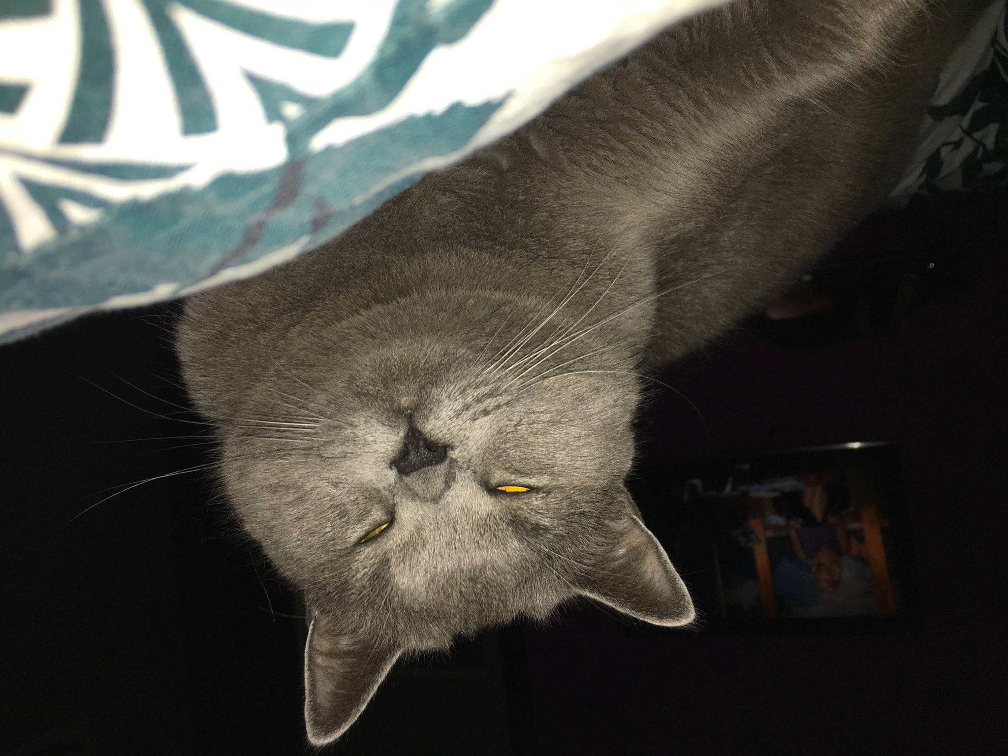 Rubis participe au concours pour gagner de l'argent avec cette photo : felidae, font, foot, fur, gesture, human_body, human_leg, invertebrate, macro_photography, musical_instrument, plant, small_to_medium_sized_cats, snout, symmetry, tail, terrestrial_animal, whiskers, wildlife, wing