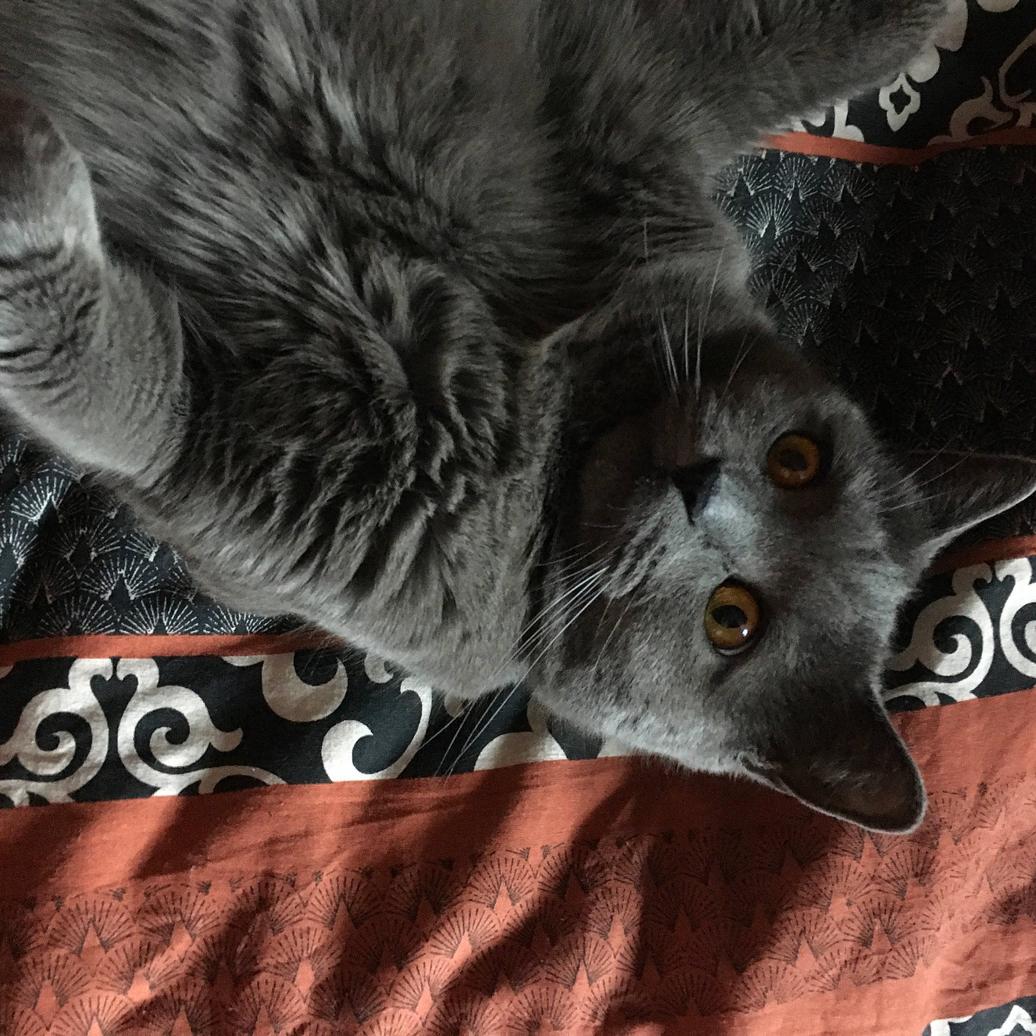 Rubis a rejoint le concours — aidez-le/la à gagner de superbes lots ! black_cat, carnivore, cat, claw, domestic_short_haired_cat, felidae, font, fur, gesture, grey, paw, photo_caption, small_to_medium_sized_cats, snout, tail, whiskers