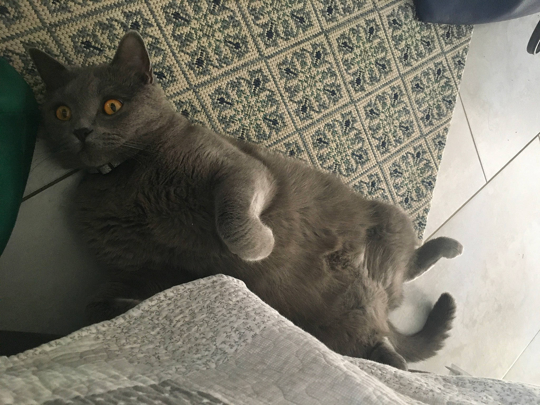 Rubis a rejoint le concours — aidez-le/la à gagner de superbes lots ! black_cat, carnivore, cat, comfort, domestic_short_haired_cat, eye, felidae, flooring, fur, grey, monochrome, monochrome_photography, paw, russian_blue, small_to_medium_sized_cats, snout, tail, terrestrial_animal, whiskers, wood