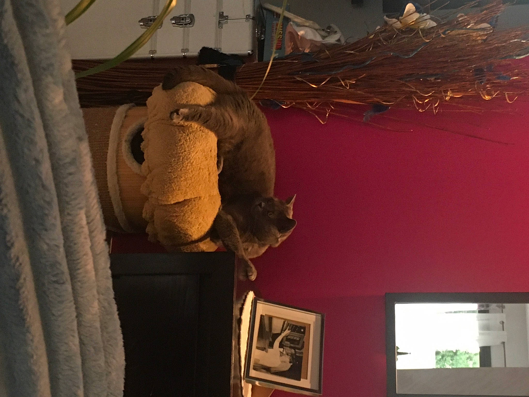 Rubis a rejoint le concours — aidez-le/la à gagner de superbes lots ! art, artifact, ceiling, comfort, felidae, fur, hat, picture_frame, room, sculpture, stuffed_toy, tail, television, toy, tree, visual_arts, wood